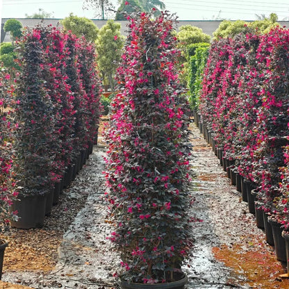 Purple Blooming Loropetalum – Tall Evergreen Shrub