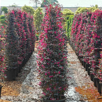 Purple Blooming Loropetalum – Tall Evergreen Shrub