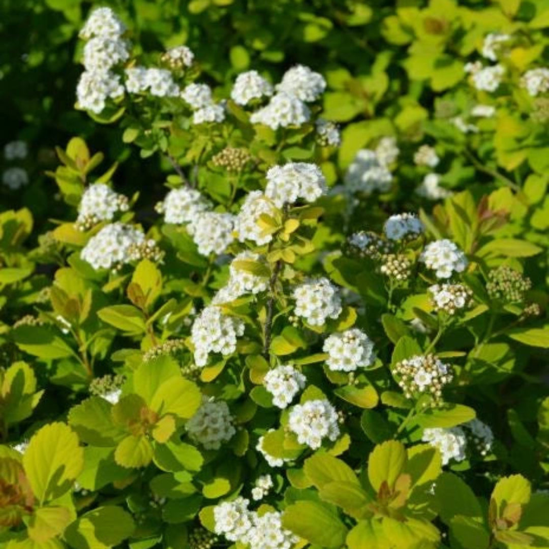 Lemon Lime Spirea