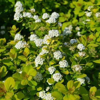 Lemon Lime Spirea