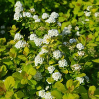 Lemon Lime Spirea