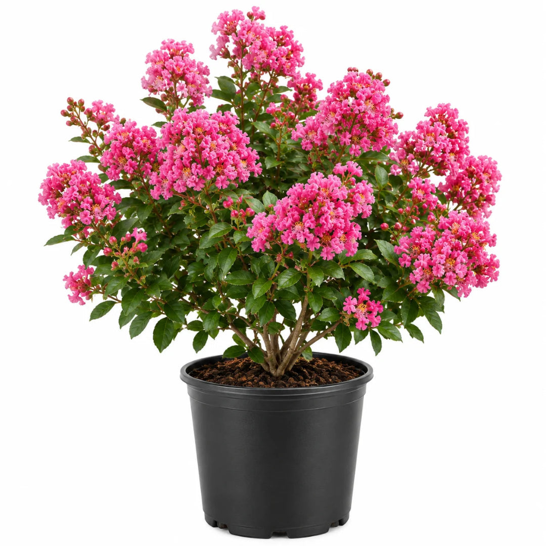 Dwarf Pink Crape Myrtle