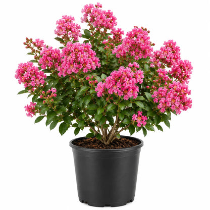 Dwarf Pink Crape Myrtle