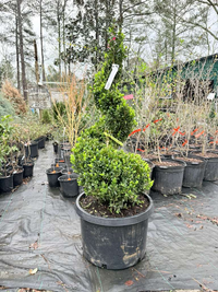 Topiary Semp Spiral