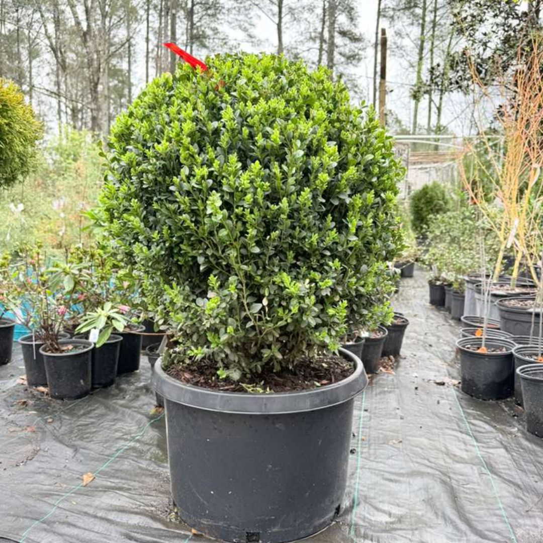 Topiary Boxwood Green Mountain Globe