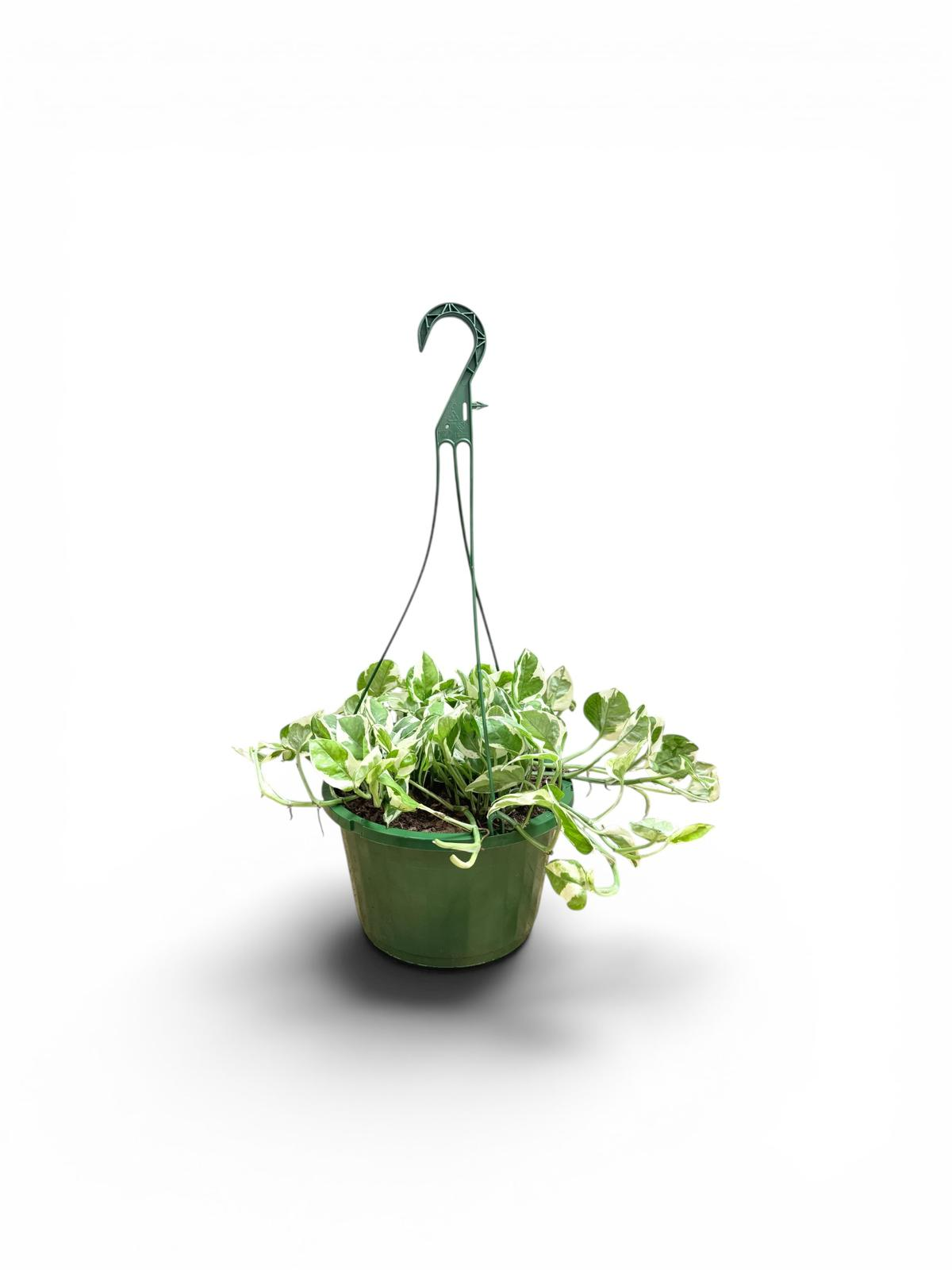Variegated Pothos hanging basket