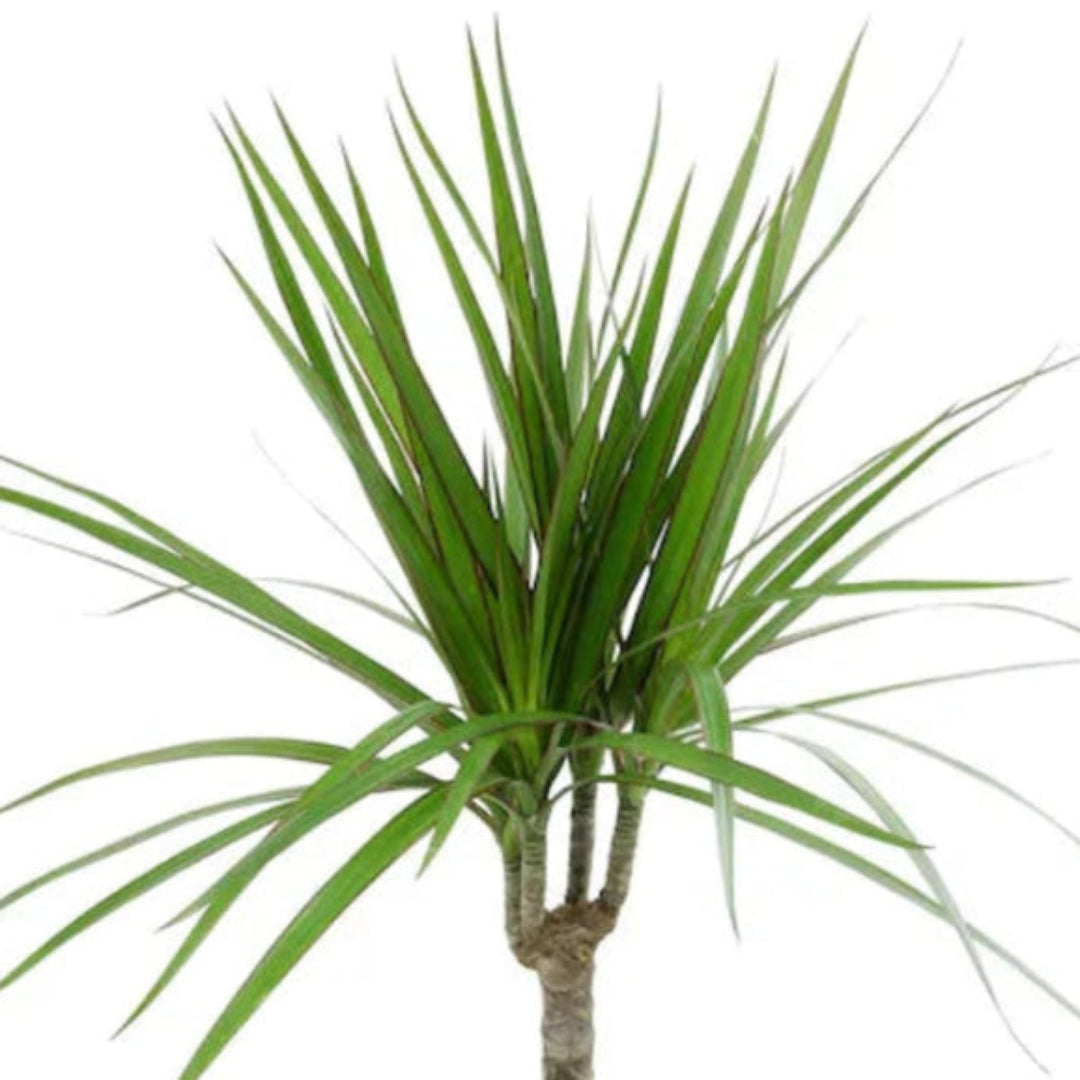 Madagascar Dragon Tree (Dracaena marginata) - Live Indoor Plastic Pot