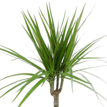 Madagascar Dragon Tree (Dracaena marginata) - Live Indoor Plastic Pot