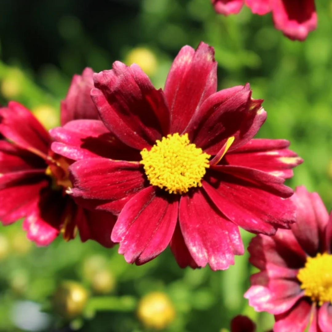Coreopsis Li&