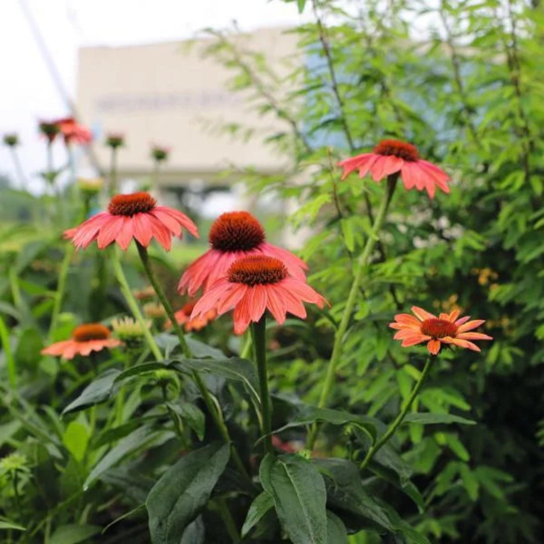 Echinacea &