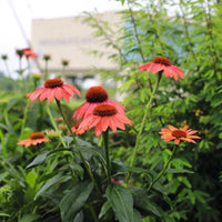 Echinacea 'Pollynation Orange Red' Coneflower - [EG]