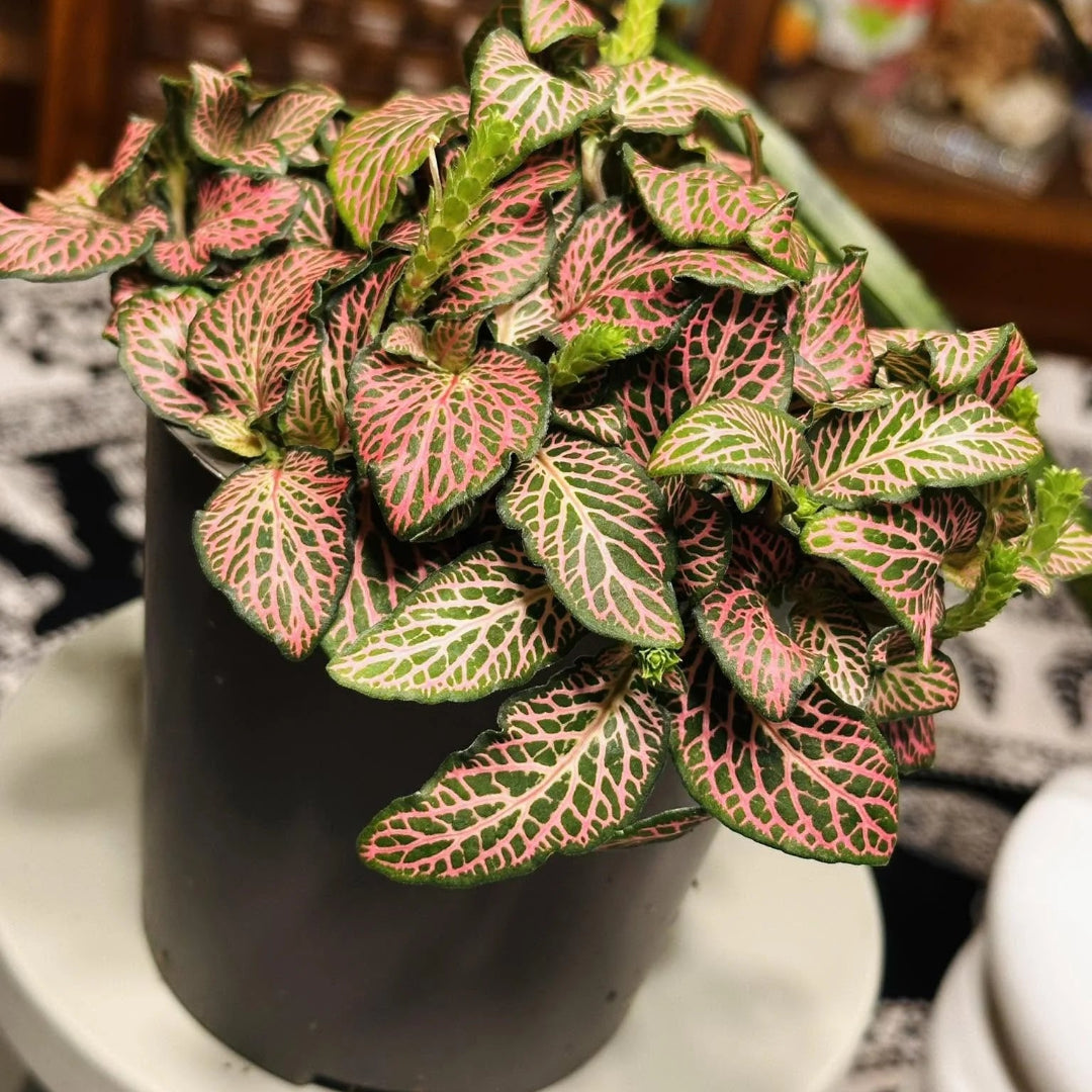 Red nerve plant fittonia indoor plant with vibrant veined foliage