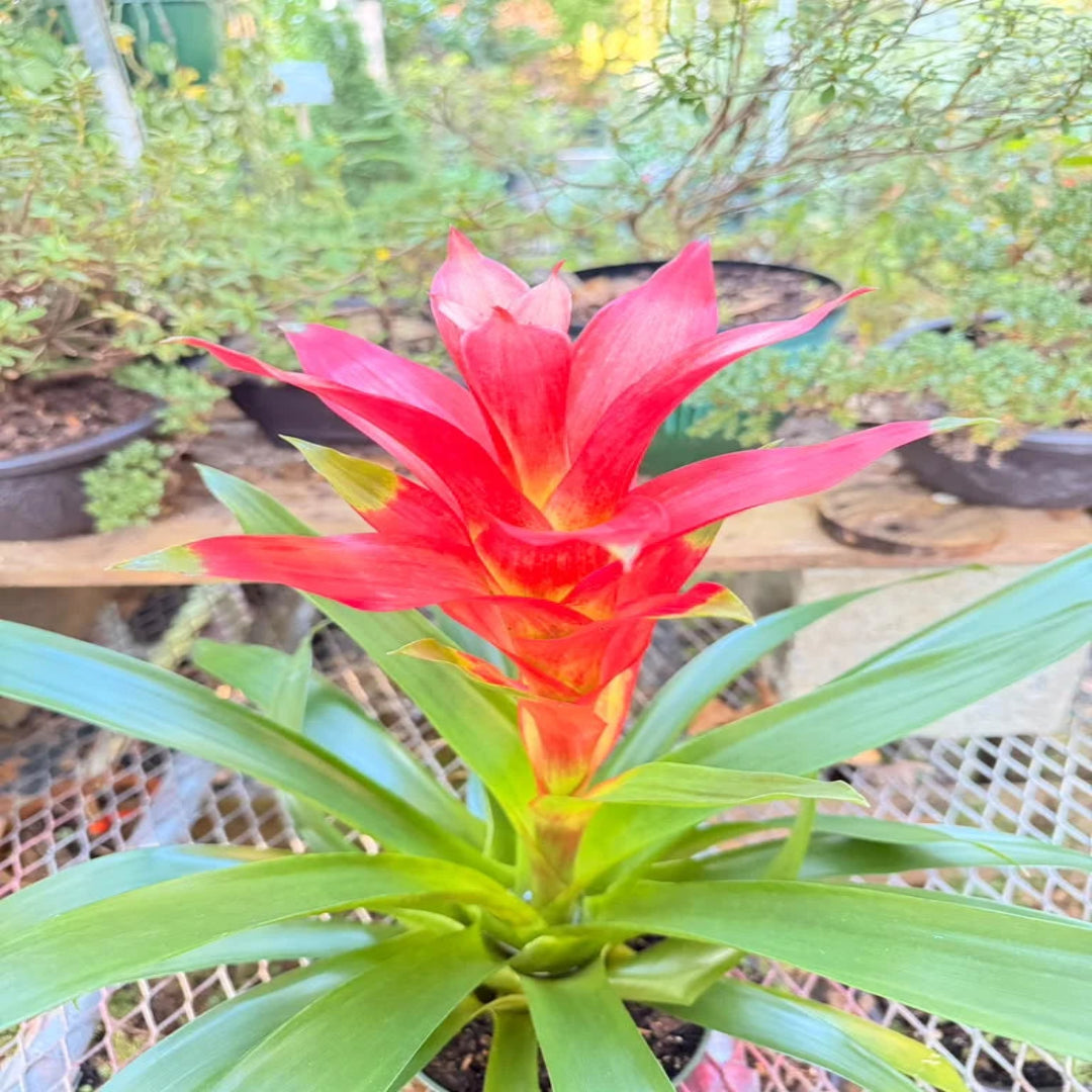 Pixies Gardens Bromeliad Live Indoor Plant in Decorative Pot