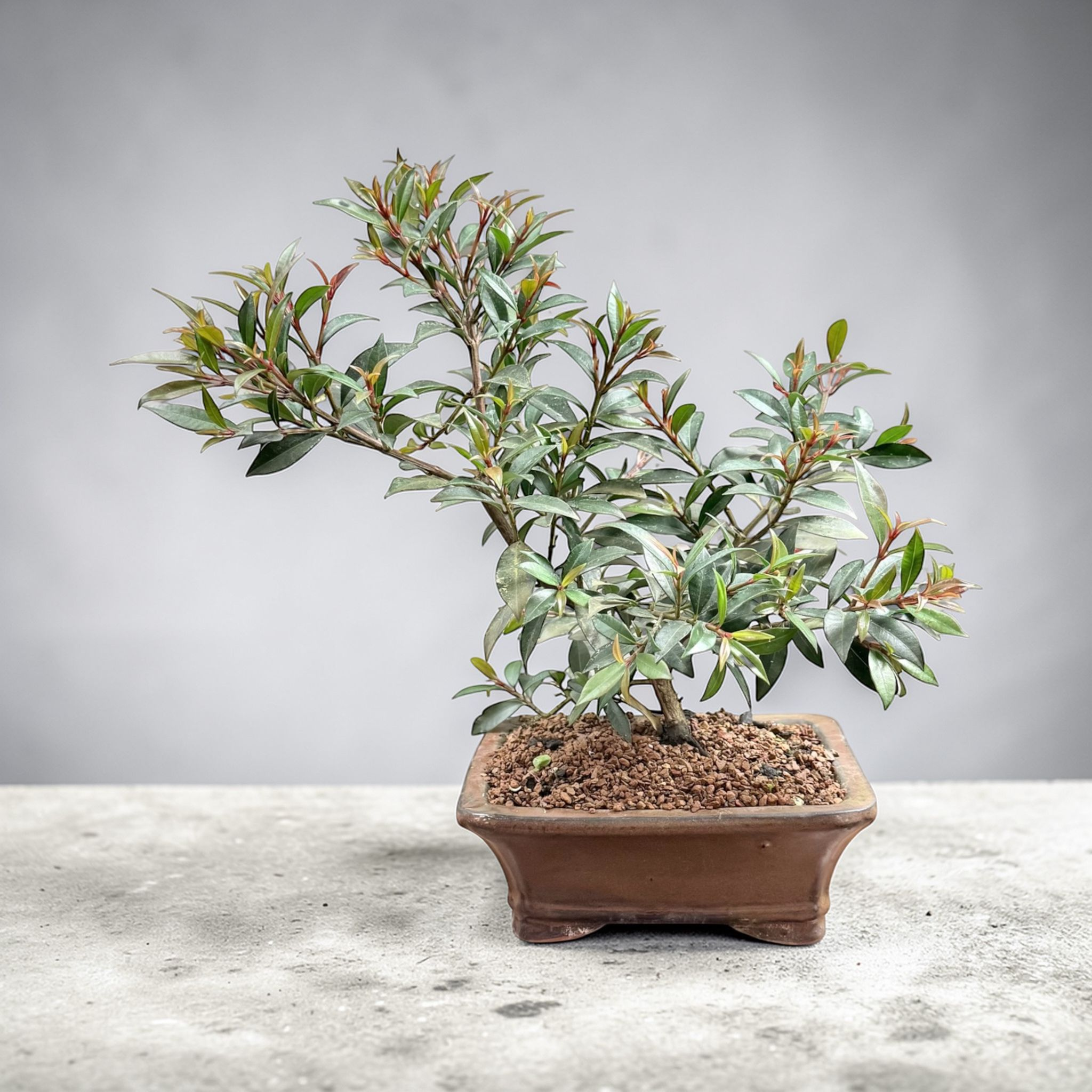 Live Brush Cherry Bonsai