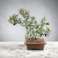 Live Brush Cherry Bonsai
