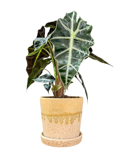 Alocasia Polly Tropical Live House Plant In Ceramic Planter