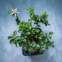 Lavender Star Live Bonsai Tree in small ceramic Planter