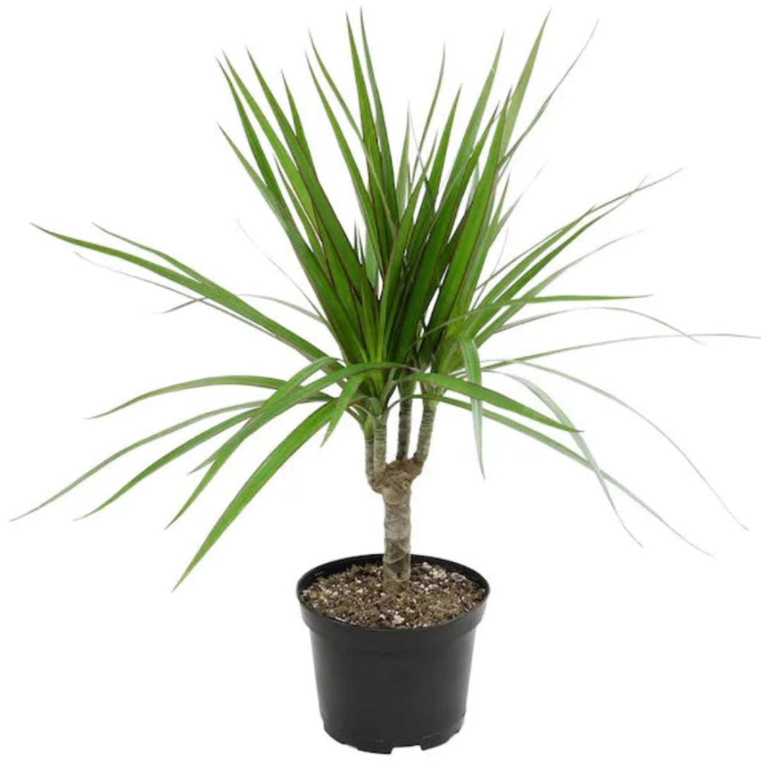 Madagascar Dragon Tree (Dracaena marginata) - Live Indoor Plastic Pot