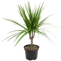 Madagascar Dragon Tree (Dracaena marginata) - Live Indoor Plastic Pot