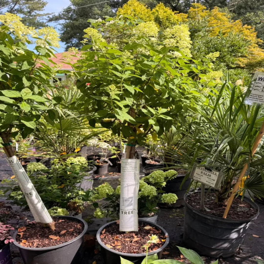 Limelight Tree Form Hydrangea - Ornamental Tree