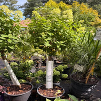 Limelight Tree Form Hydrangea - Ornamental Tree