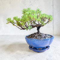 Juniper Bonsai