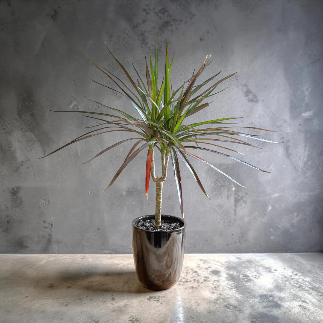 Madagascar Dragon (Dracaena marginata)