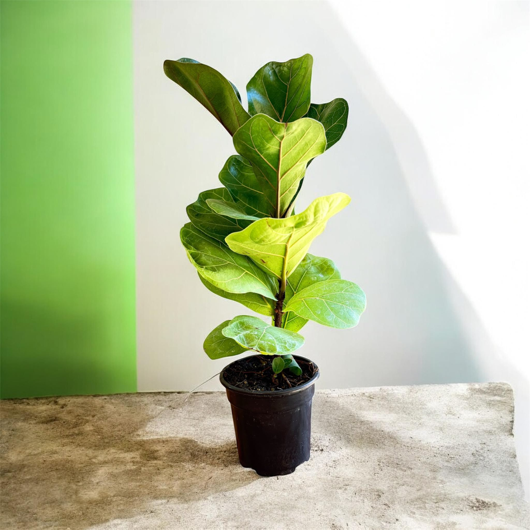Fiddle Leaf Fig Tree (Live Indoor Plant)