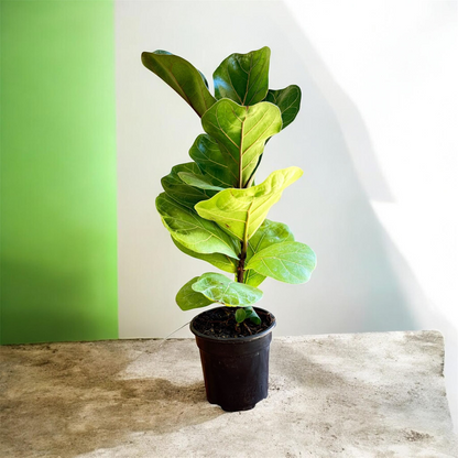 Fiddle Leaf Fig Tree (Live Indoor Plant)