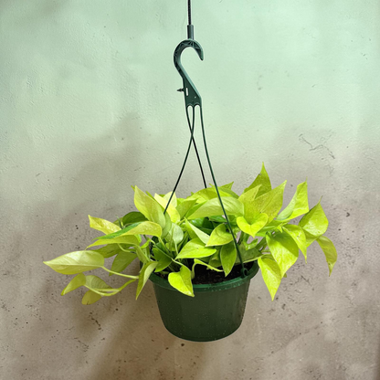 Golden Pothos Hanging Baskets