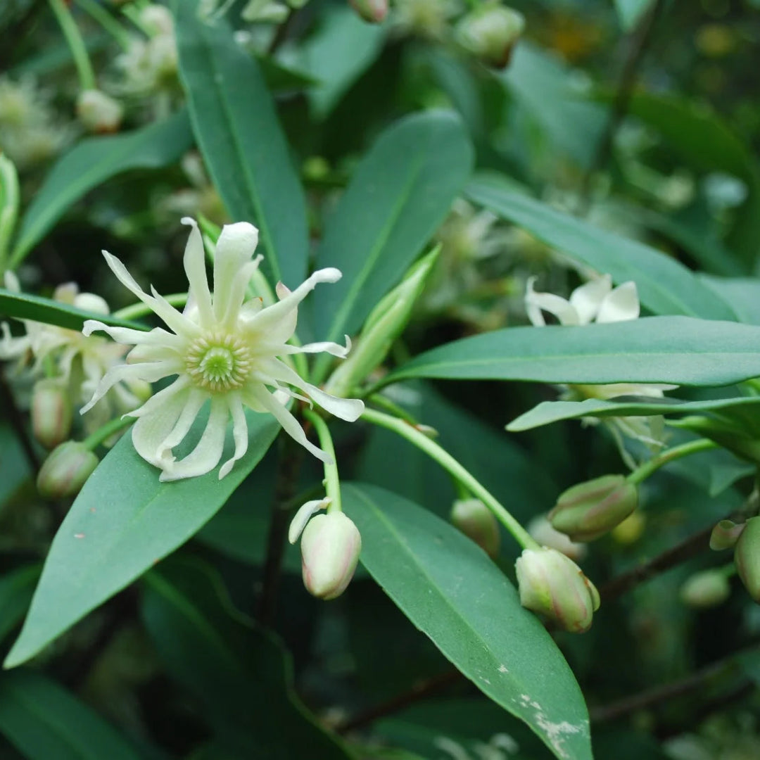 Florida Anise ‘Ocala’ (Illicium floridanum)