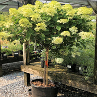 Limelight Tree Form Hydrangea - Ornamental Tree