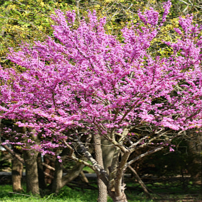 Eastern Redbud Tree branches covered in pink spring flowers