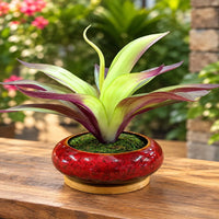 Artificial Tradescantia Spathacea (Moses in the Cradle) in Decorative Ceramic Pot