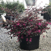 Purple Blooming Loropetalum – Medium Evergreen Shrub