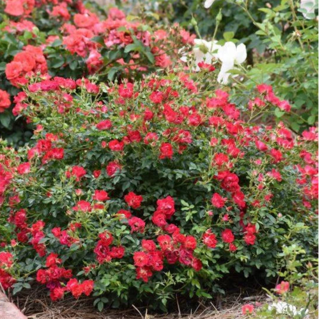 Red Dwarf Rose – Compact Flowering Rose Bush