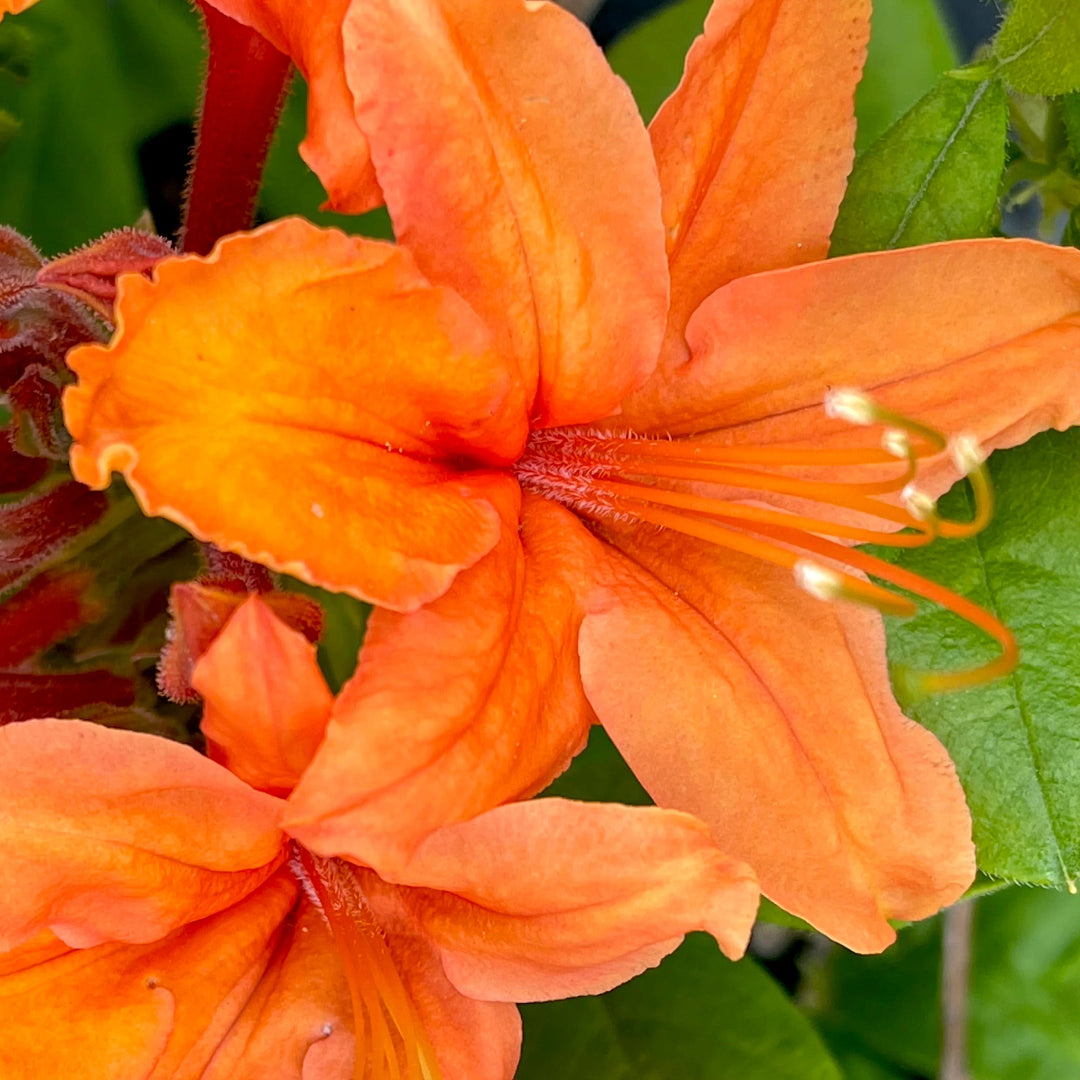 Bloom N Again Orange Frost Azalea