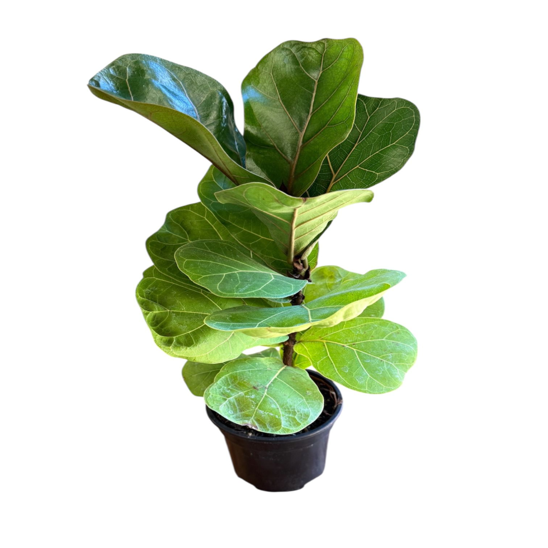 house plants indoor fig tree Fiddle Leaf Fig Tree (Live Indoor Plant)