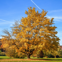 Silver Maple Tree