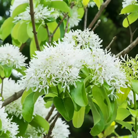 Chinese Fringe Tree Flowering Tree