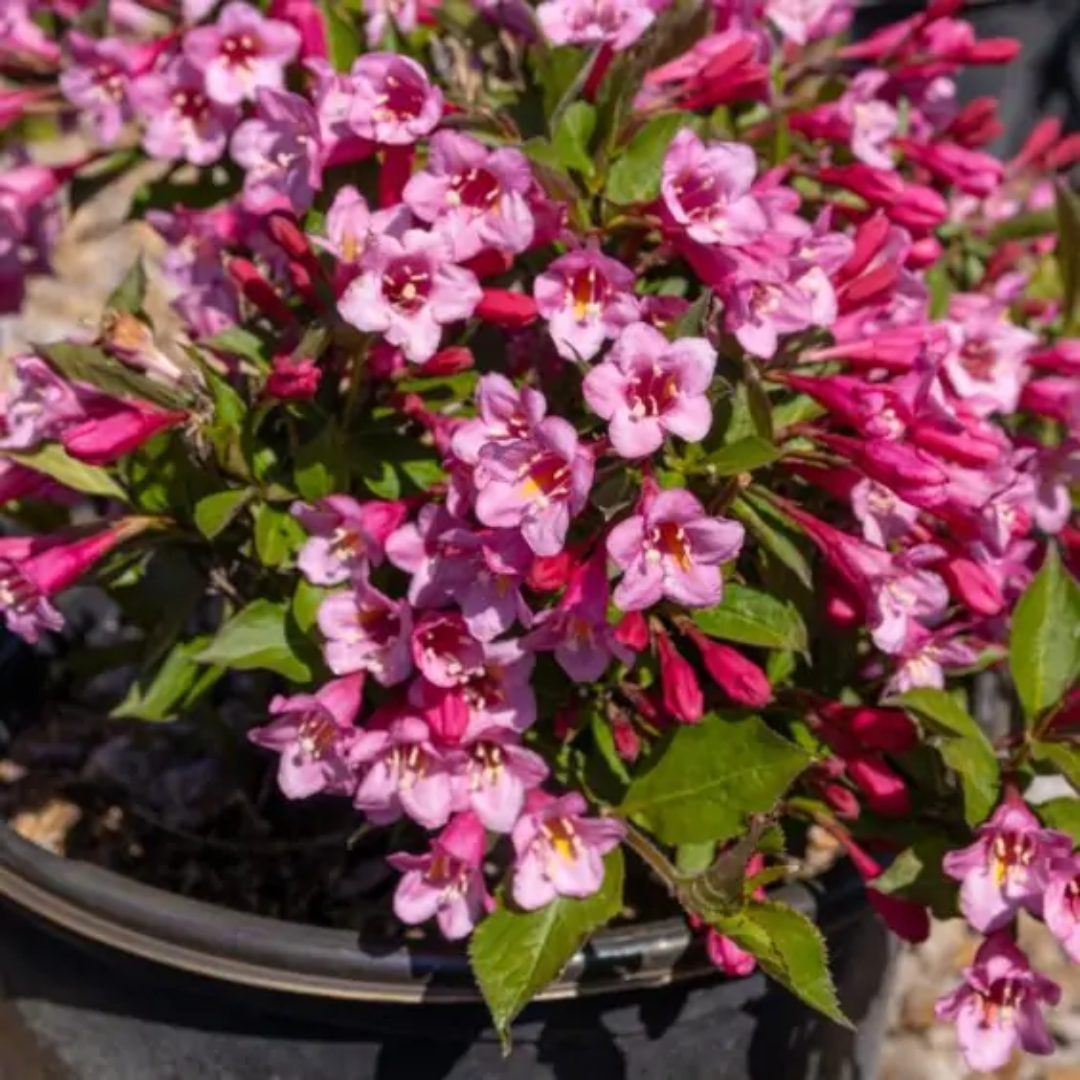 Minuet Weigela-Dwarf Type