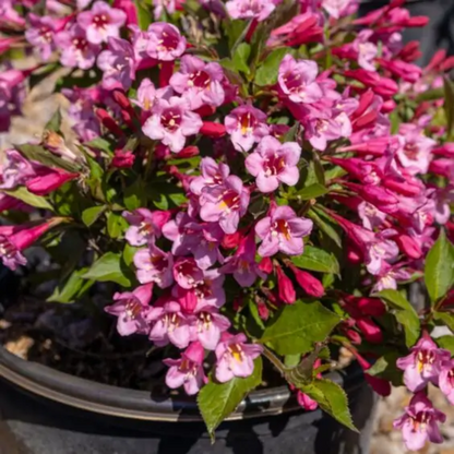 Minuet Weigela-Dwarf Type