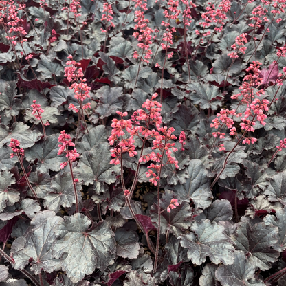 Heuchera &
