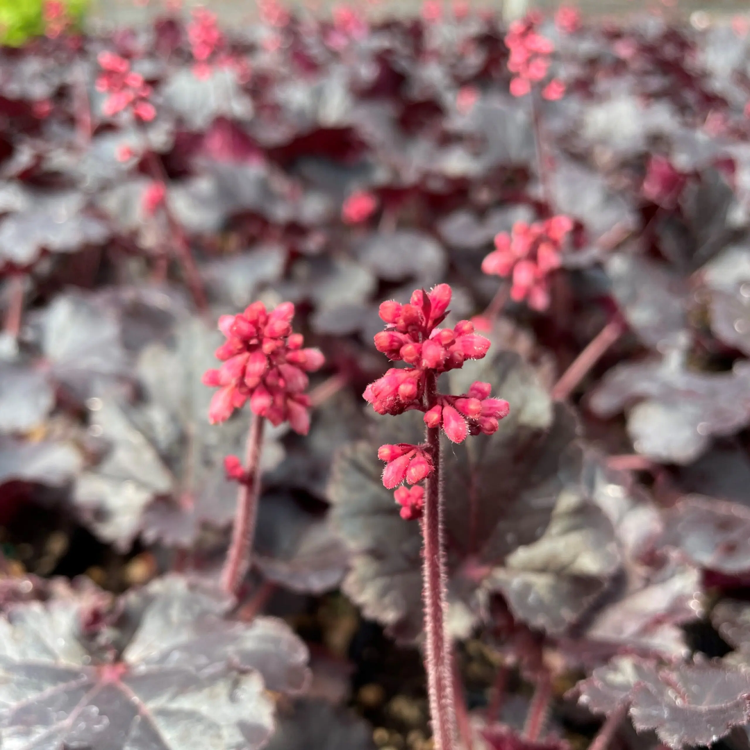 Heuchera &