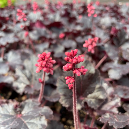 Heuchera &