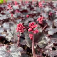 Heuchera 'Timeless Night' PPAF Coral Bells - [EG]
