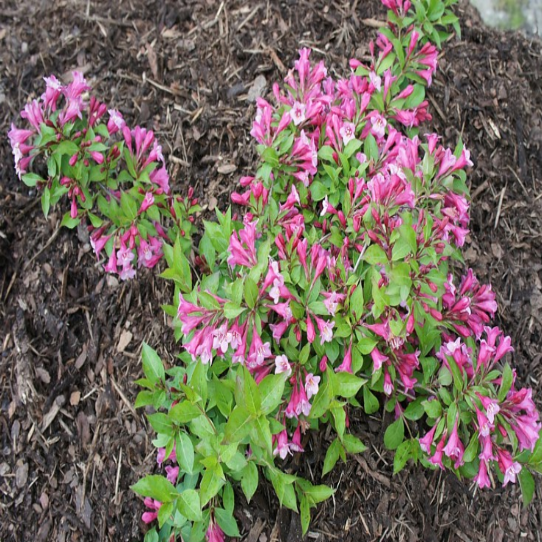 Minuet Weigela-Dwarf Type