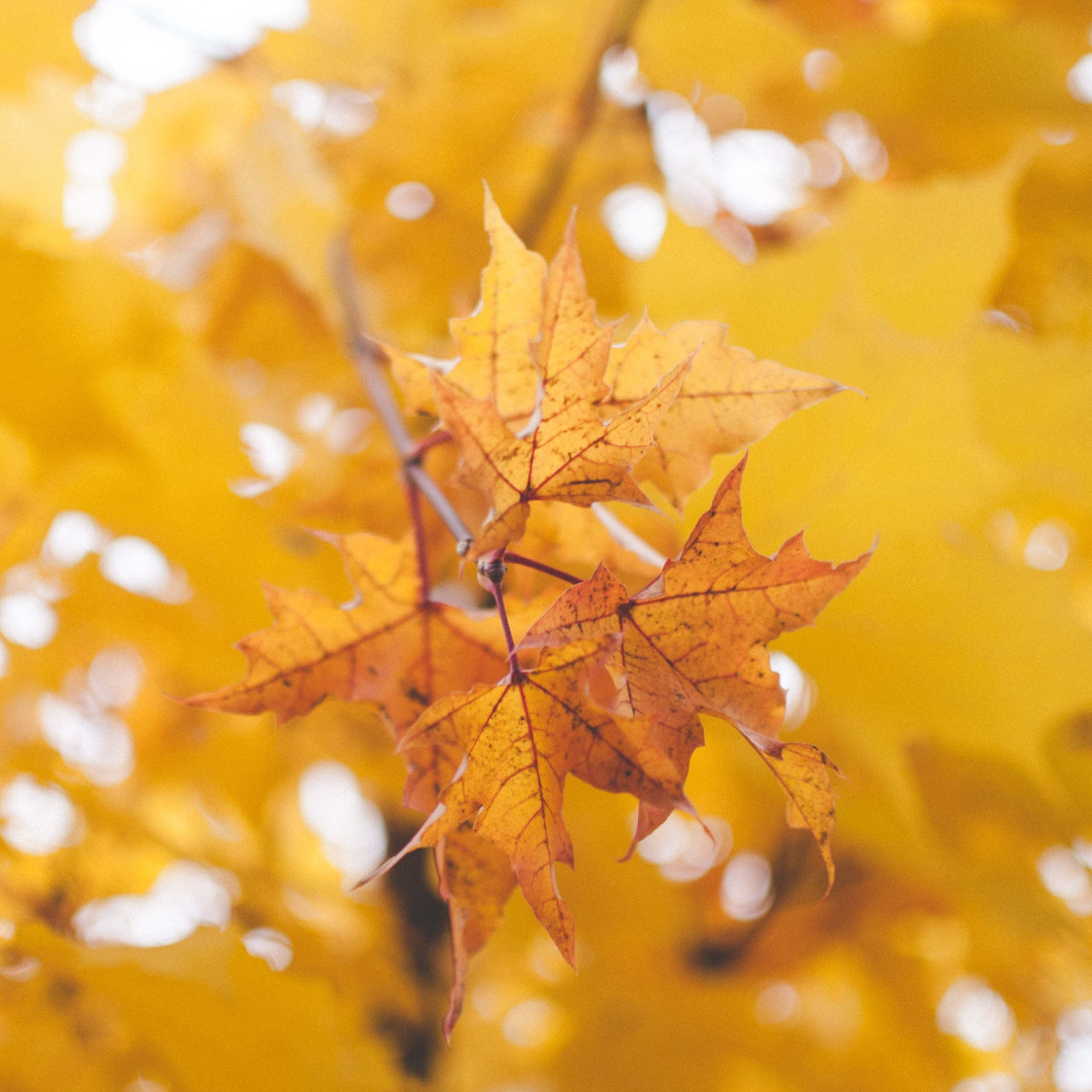 Silver Maple Tree