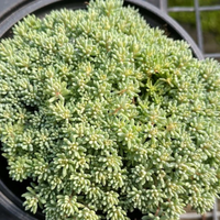 Sedum hispanicum var. 'Minus' Tiny Buttons Stonecrop - [EG]