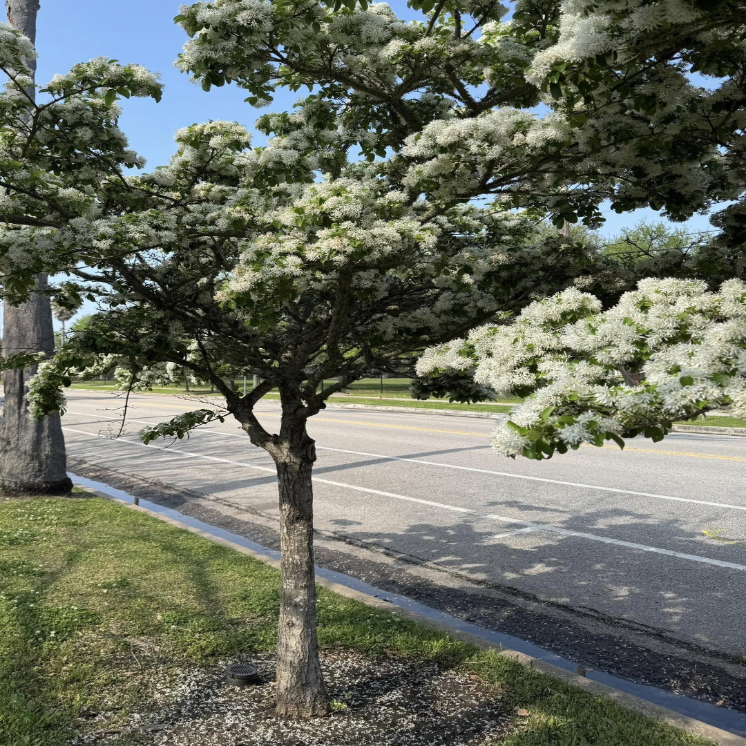 Chinese Fringe Tree Flowering Tree